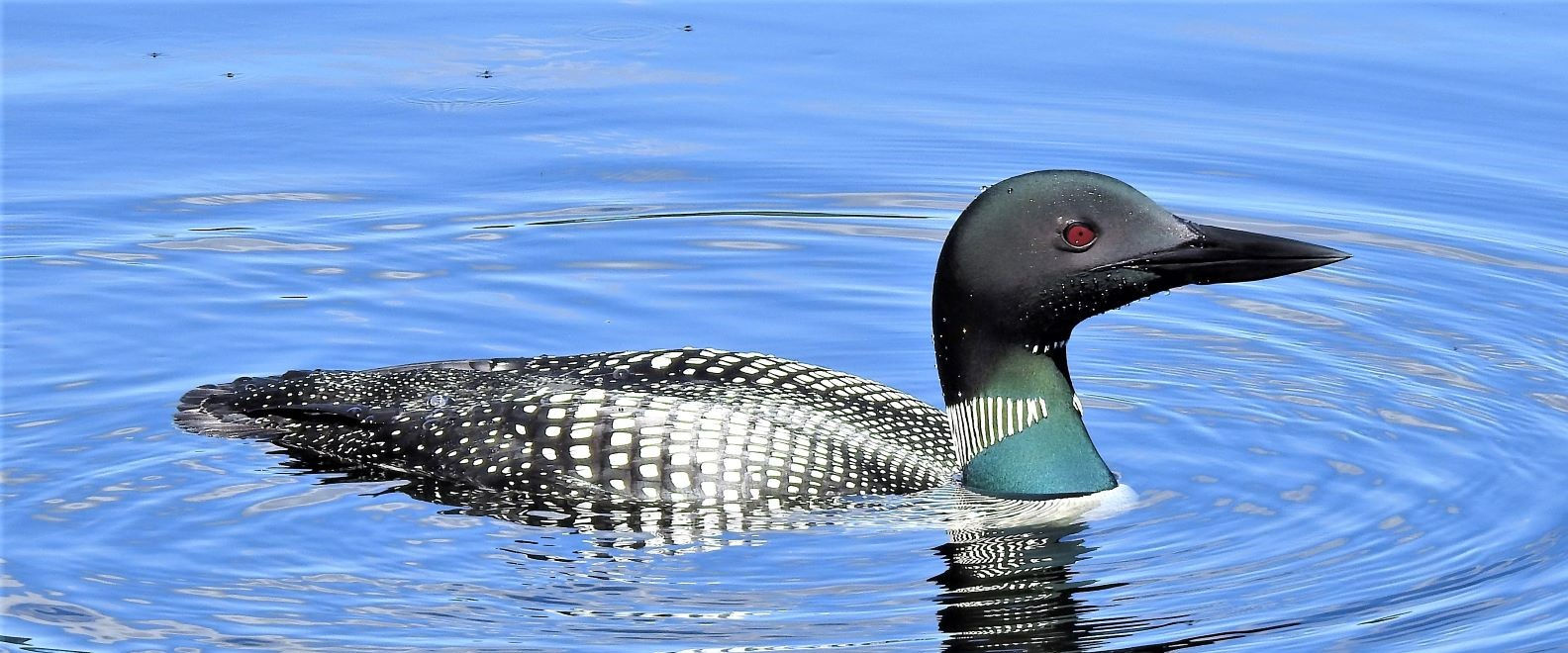 ACLC Zoom Sessions ACLC Zoom Sessions