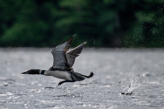 Loon Information Loon Information