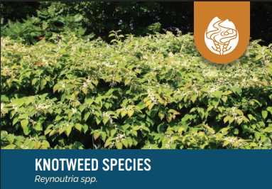 Adirondack Park Invasive Plant Program (APIPP) - Terrestrial Invasive Species presentation at Caroga Lake Thursday, July 9, 6-730 PM Adirondack Park Invasive Plant Program (APIPP) - Terrestrial Invasive Species presentation at Caroga Lake Thursday, July 9, 6-730 PM
